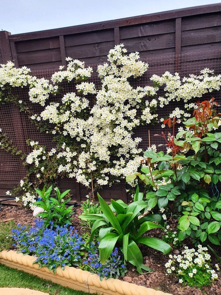 Clematis Joe (x cartmanii 'Joe')