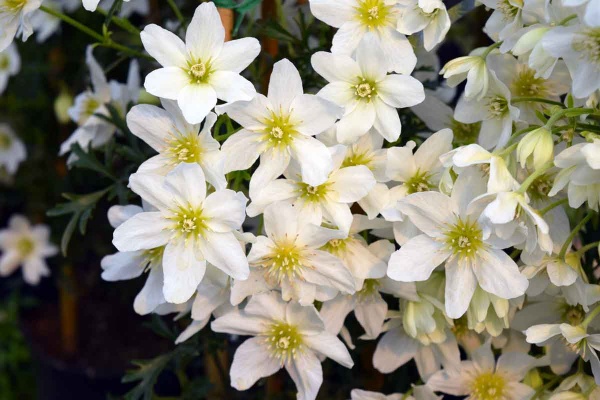 Clematis Joe (x cartmanii 'Joe')