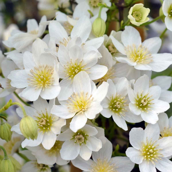 Clematis Joe (x cartmanii 'Joe')