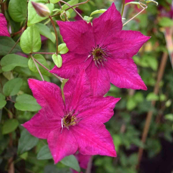 Clematis JOHN HOWELLS 'Zojohnhowells'