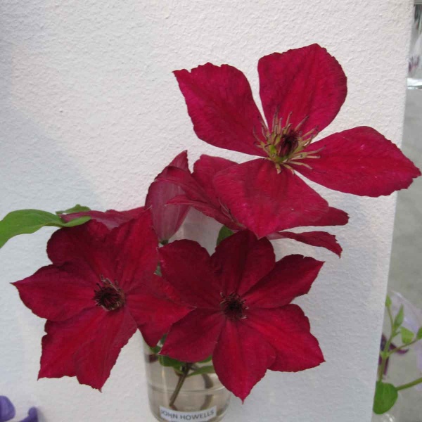 Clematis JOHN HOWELLS 'Zojohnhowells'