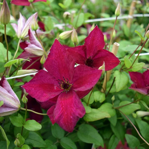 Clematis JOHN HOWELLS 'Zojohnhowells'