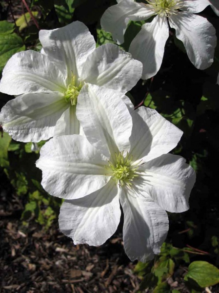 Clematis John Huxtable