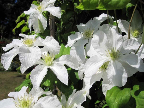 Clematis John Huxtable