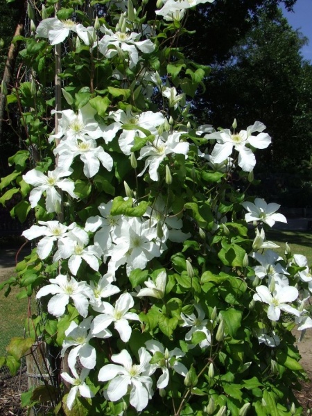 Clematis John Huxtable