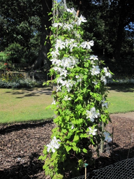 Clematis John Huxtable