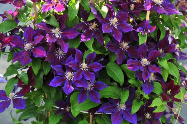 Clematis Julka