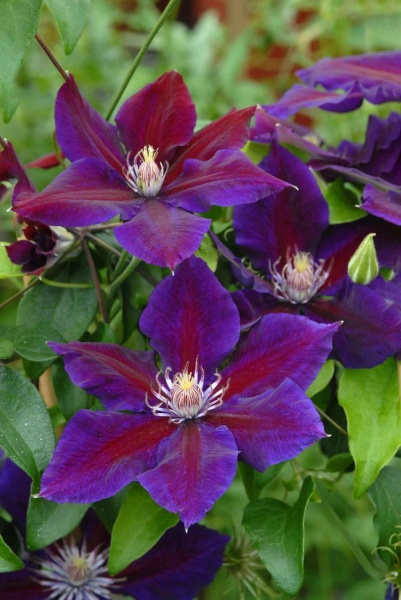 Clematis Julka