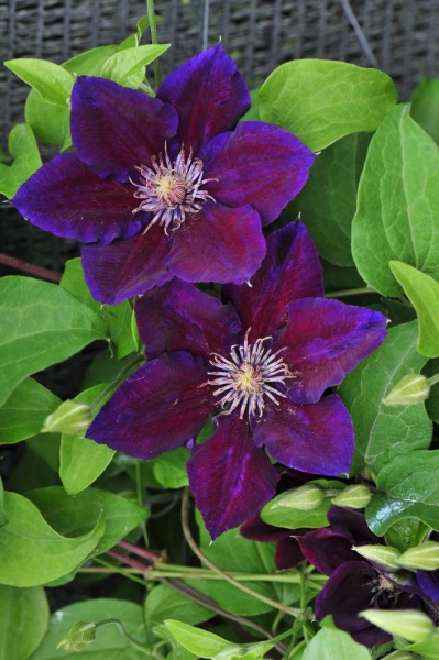 Clematis Julka