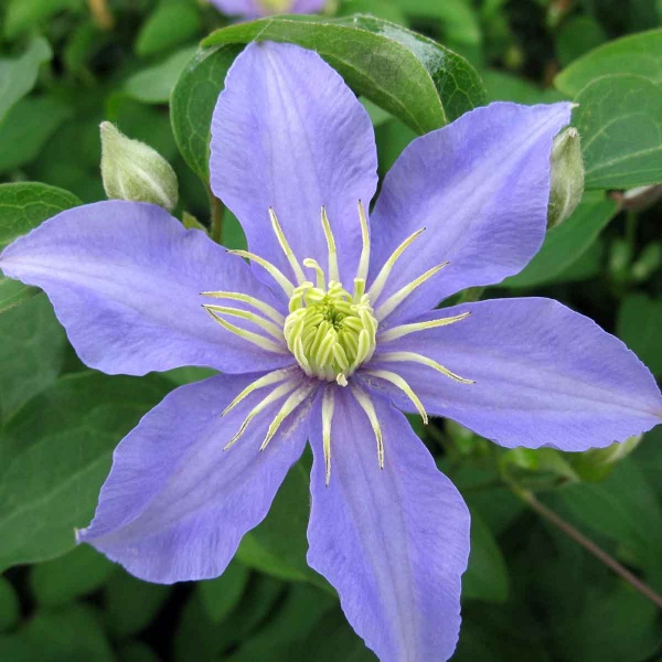 Clematis Justa