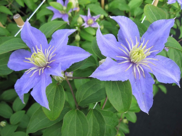 Clematis Justa