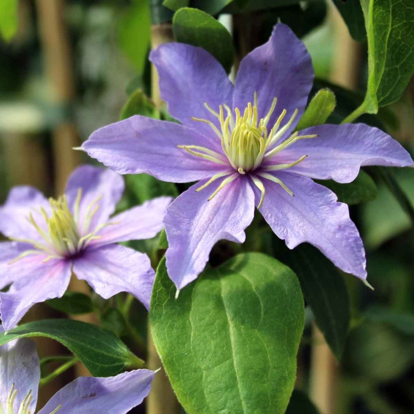 Clematis Justa