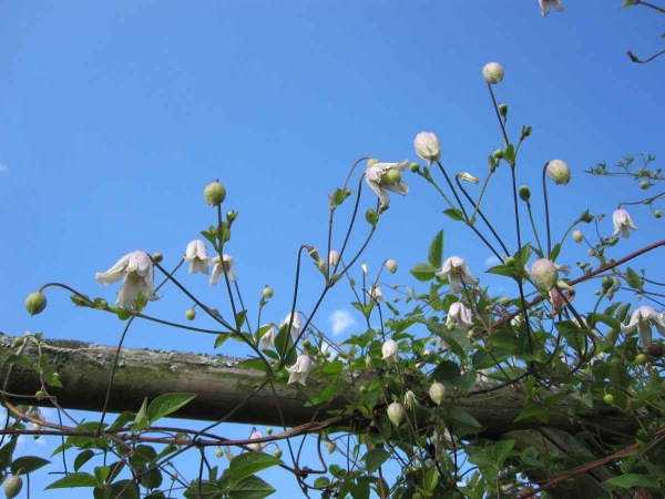 Clematis Kaiu