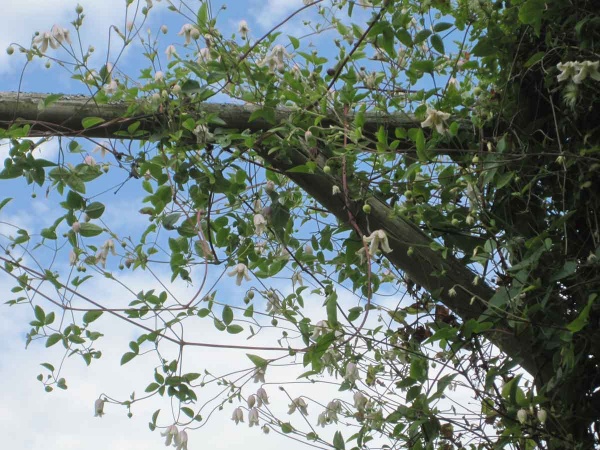 Clematis Kaiu