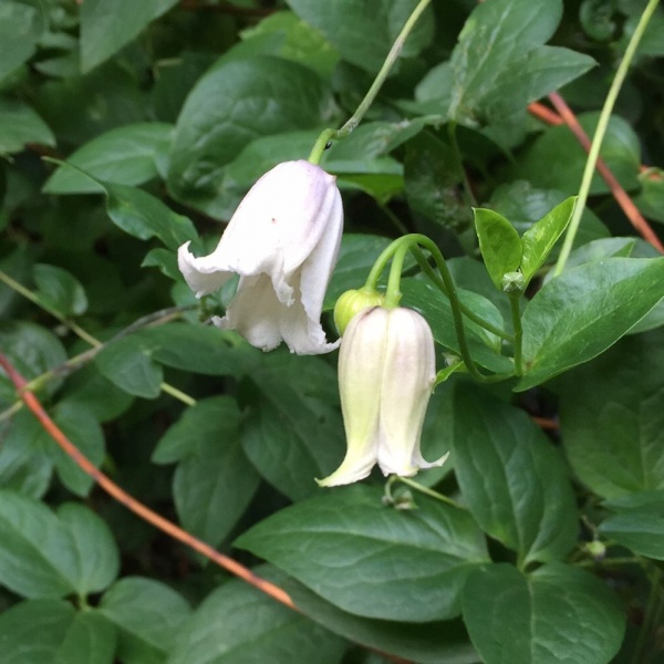 Clematis Kaiu