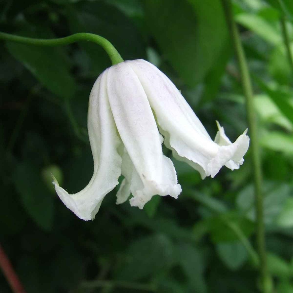 Clematis Kaiu