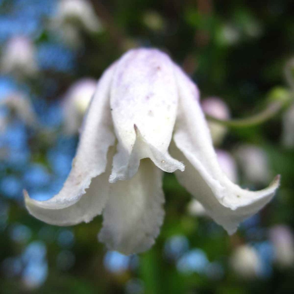 Clematis Kaiu