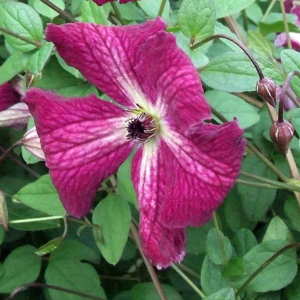 Clematis Kermesina