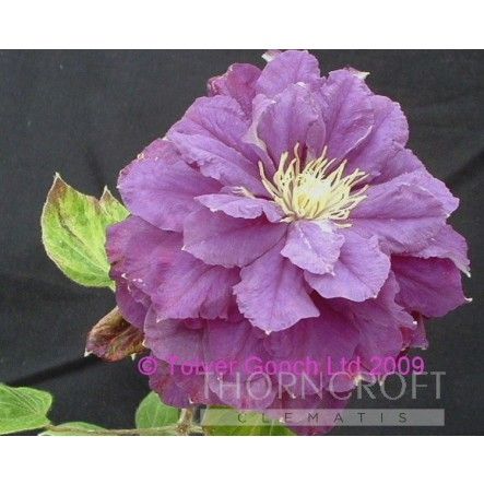 Clematis Kiri Te Kanawa