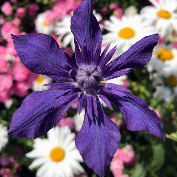 Check out our Cracking NEW clematis 'Kokonoe' - Plant Of The Moment