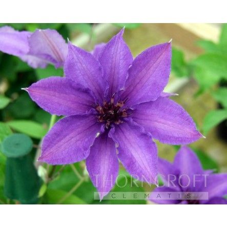 Clematis Konigskind