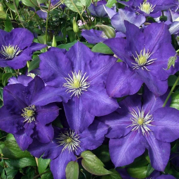 Clematis Lady Betty Balfour