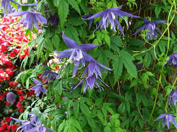Clematis Lagoon