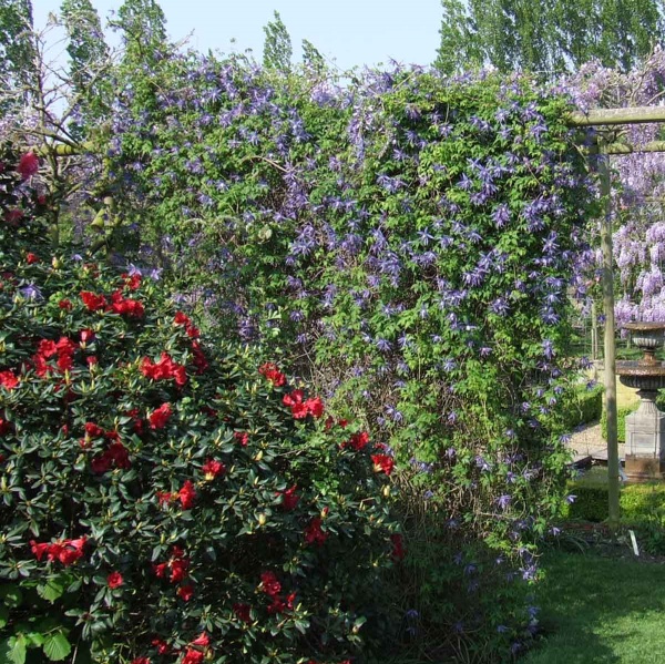 Clematis Lagoon