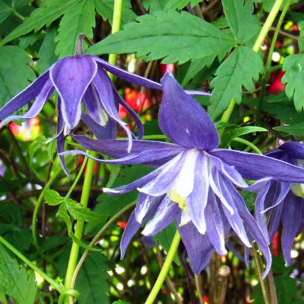 Clematis Lagoon