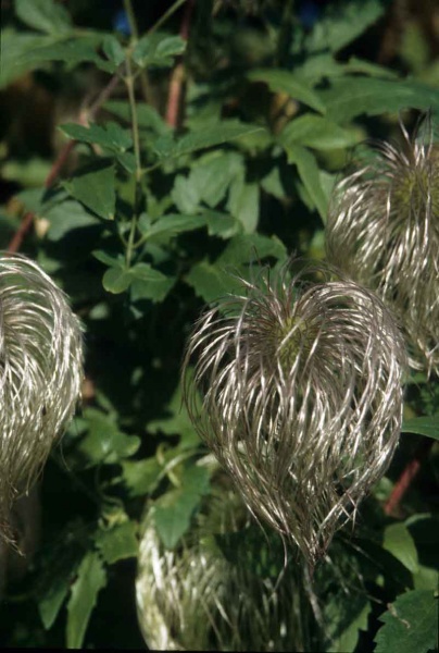 Clematis Lambton Park