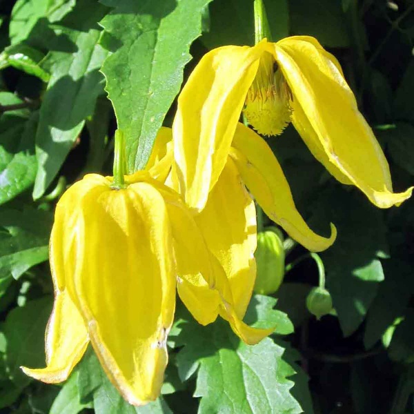 Clematis Lambton Park