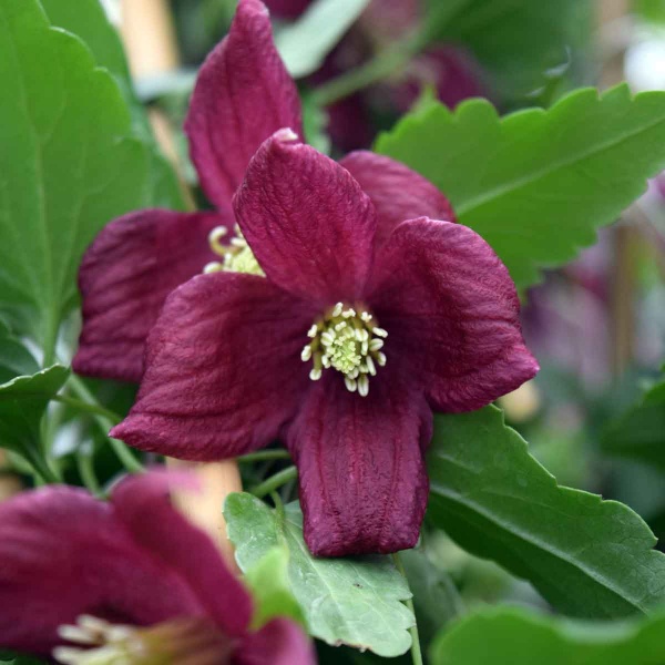 Clematis Lansdowne Gem