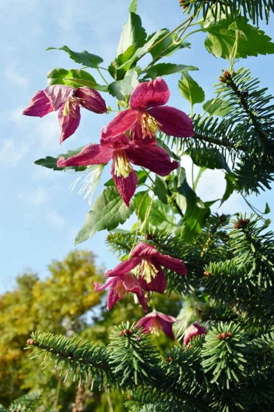 Clematis Lansdowne Gem