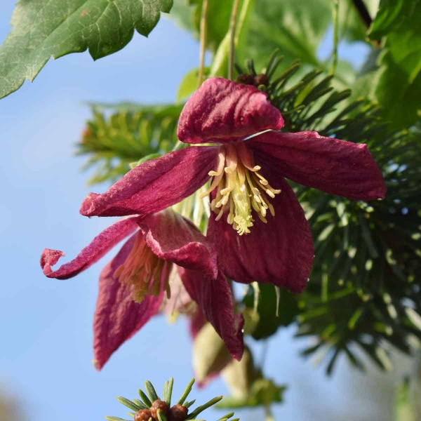 Clematis Lansdowne Gem