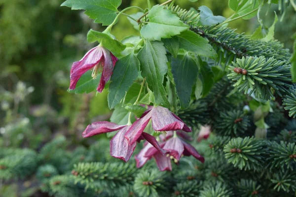 Clematis Lansdowne Gem