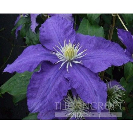 Clematis Lasurstern