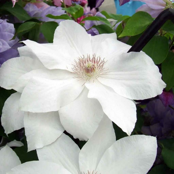 Clematis Laura Denny