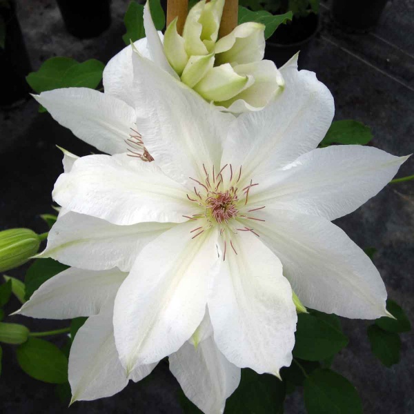 Clematis Laura Denny