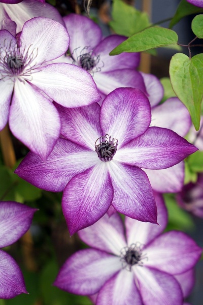 Clematis LAVALLEE No.1