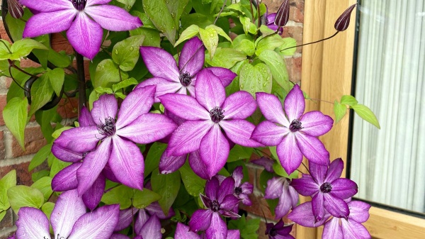 Clematis LAVALLEE No.1