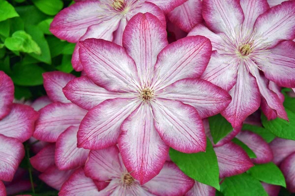 Clematis LIBERTY 'Zo08095'