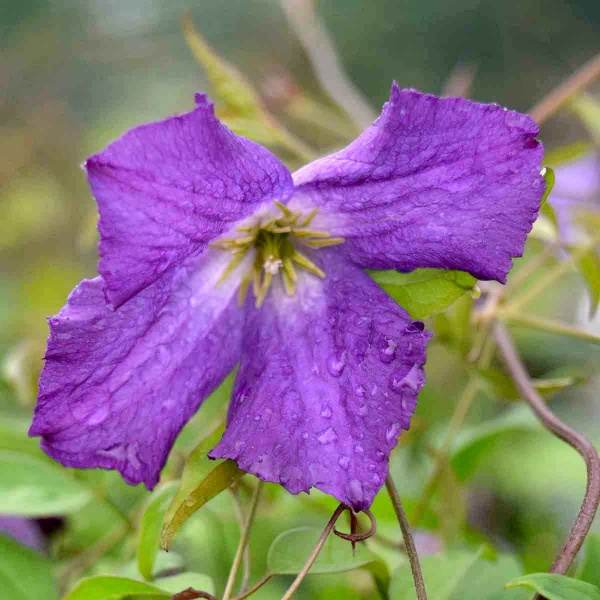 Clematis Little Bas