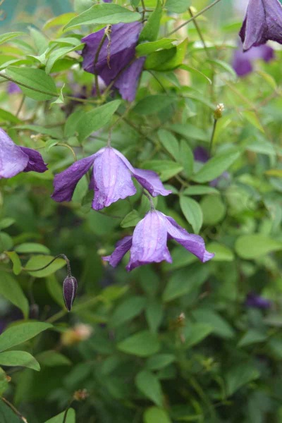 Clematis Little Bas