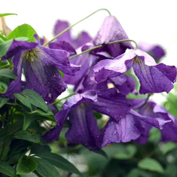 Clematis Little Bas