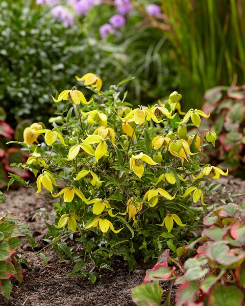 Clematis LITTLE LEMONS 'Zo14100'