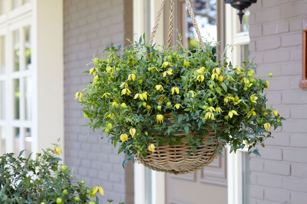 Clematis LITTLE LEMONS 'Zo14100'