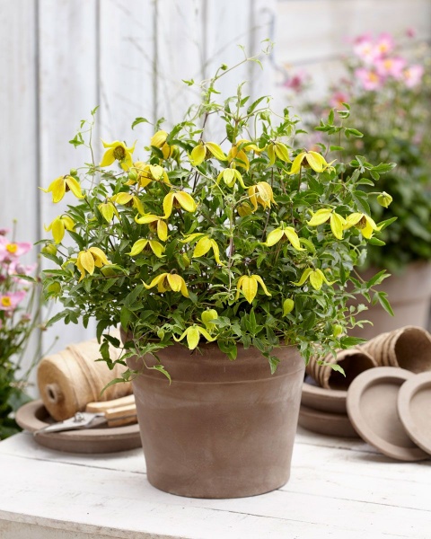 Clematis LITTLE LEMONS 'Zo14100'
