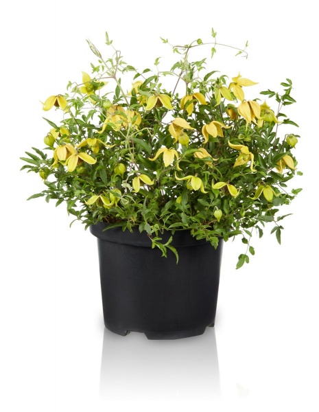 Clematis LITTLE LEMONS 'Zo14100'