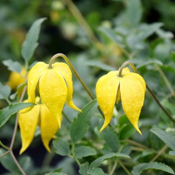 Clematis LITTLE LEMONS 'Zo14100'