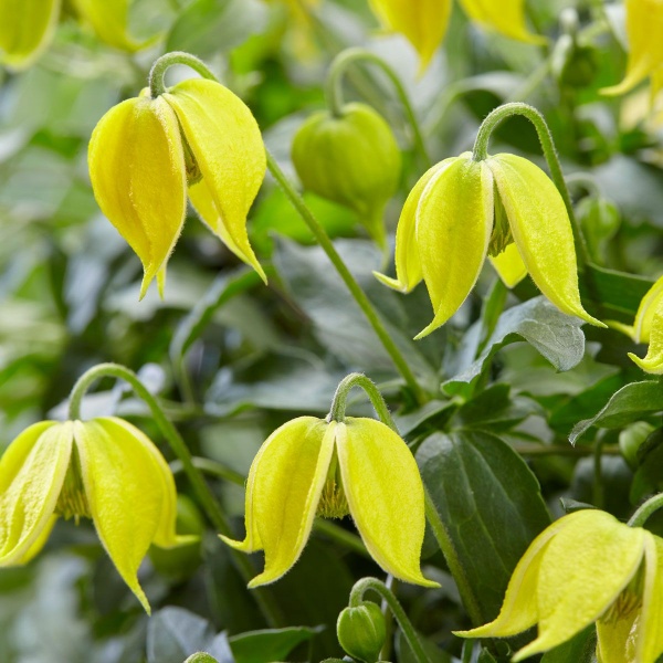 Clematis LITTLE LEMONS 'Zo14100'